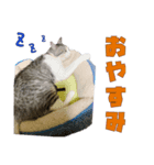 うちのもっちゃんはかわええ♡（個別スタンプ：5）