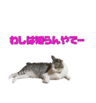 うちのもっちゃんはかわええ♡（個別スタンプ：6）