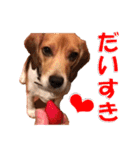 きゃろたんのスタンプ（個別スタンプ：1）