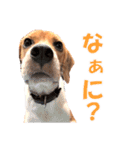 きゃろたんのスタンプ（個別スタンプ：2）