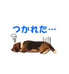 きゃろたんのスタンプ（個別スタンプ：14）