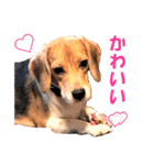 きゃろたんのスタンプ（個別スタンプ：19）