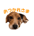 きゃろたんのスタンプ（個別スタンプ：22）