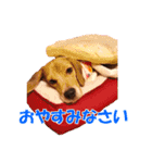 きゃろたんのスタンプ（個別スタンプ：24）