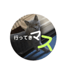 むたんぷ ③（個別スタンプ：3）