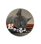 むたんぷ ③（個別スタンプ：6）