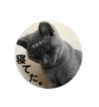 むたんぷ ③（個別スタンプ：7）