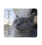 むたんぷ ③（個別スタンプ：12）