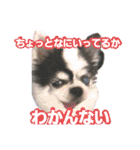 わんこのつぶやき☝（個別スタンプ：1）