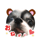 わんこのつぶやき☝（個別スタンプ：3）