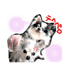 わんこのつぶやき☝（個別スタンプ：4）
