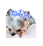 わんこのつぶやき☝（個別スタンプ：5）