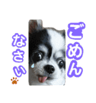 わんこのつぶやき☝（個別スタンプ：10）
