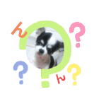 わんこのつぶやき☝（個別スタンプ：15）