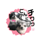 わんこのつぶやき☝（個別スタンプ：17）