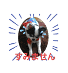 わんこのつぶやき☝（個別スタンプ：18）