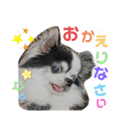 わんこのつぶやき☝（個別スタンプ：19）