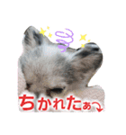わんこのつぶやき☝（個別スタンプ：21）