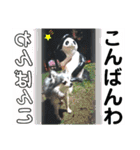 わんこのつぶやき☝（個別スタンプ：22）