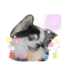わんこのつぶやき☝（個別スタンプ：25）