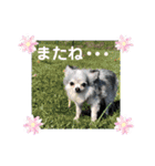 わんこのつぶやき☝（個別スタンプ：29）