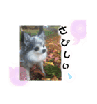 わんこのつぶやき☝（個別スタンプ：30）