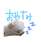 ポメラニアンのぽこ丸（個別スタンプ：2）