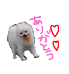 ポメラニアンのぽこ丸（個別スタンプ：3）