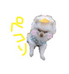 ポメラニアンのぽこ丸（個別スタンプ：4）