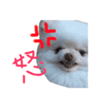 ポメラニアンのぽこ丸（個別スタンプ：9）