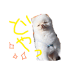 ポメラニアンのぽこ丸（個別スタンプ：14）