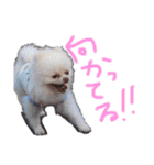 ポメラニアンのぽこ丸（個別スタンプ：15）