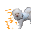 ポメラニアンのぽこ丸（個別スタンプ：16）