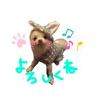 ポメラニアンのぽこ丸（個別スタンプ：17）