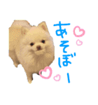 ポメラニアンのぽこ丸（個別スタンプ：19）