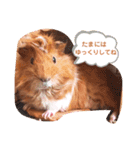 のんびり屋さんのもるもっと "KURIKURI"（個別スタンプ：3）