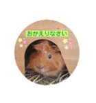 のんびり屋さんのもるもっと "KURIKURI"（個別スタンプ：9）