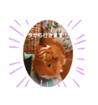のんびり屋さんのもるもっと "KURIKURI"（個別スタンプ：15）