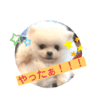 プポちゃん3（個別スタンプ：1）