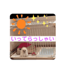 プポちゃん3（個別スタンプ：3）