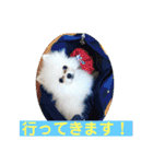 プポちゃん3（個別スタンプ：4）