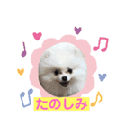 プポちゃん3（個別スタンプ：6）