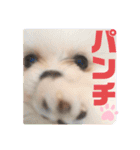 プポちゃん3（個別スタンプ：7）
