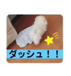 プポちゃん3（個別スタンプ：8）