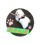 プポちゃん3（個別スタンプ：9）