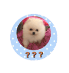 プポちゃん3（個別スタンプ：11）