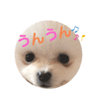 プポちゃん3（個別スタンプ：13）