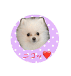 プポちゃん3（個別スタンプ：15）
