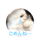 プポちゃん3（個別スタンプ：20）