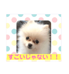 プポちゃん3（個別スタンプ：21）